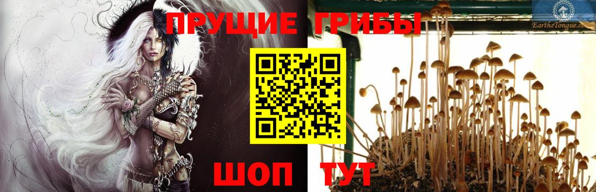 Псилоцибиновые грибы Psilocybine cubensis  Галлюциногенные грибы мицелий  Скопин  Вход с VPN 